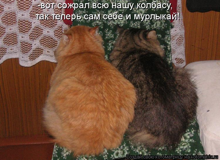 Немного купили. Кошачий юмор с надписями. Юмор про котов с надписями. Юмор в картинках и фотографиях с надписями. Анекдоты с котами с картинками и надписями.