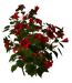 Цветы в PNG